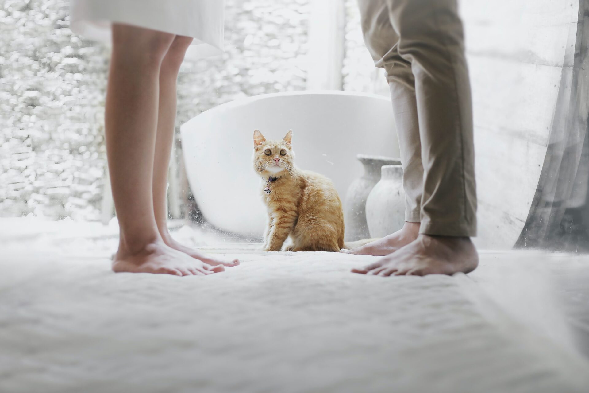 A orange cate between two people with white backdrop.